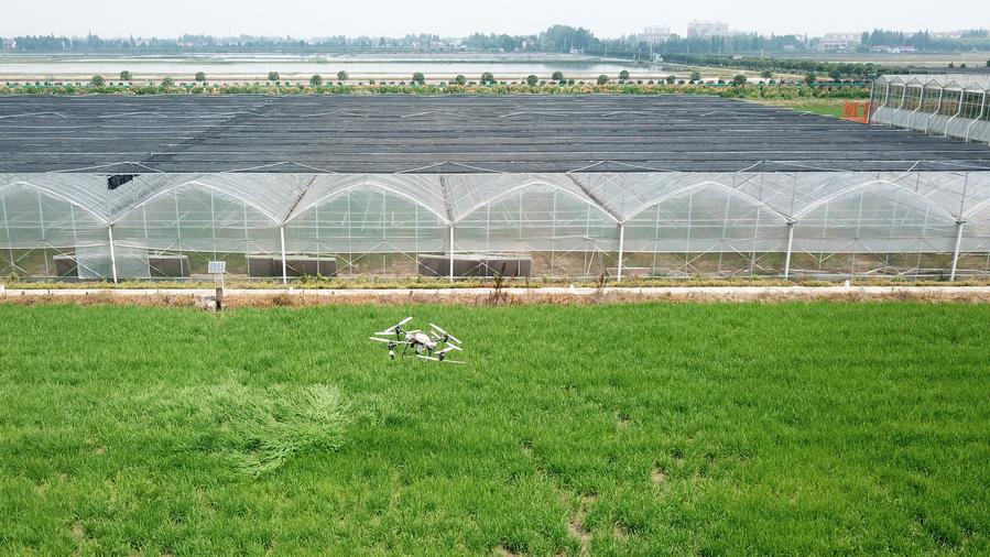 China Develops Sky-ground Intelligent Monitoring System for Plant Pests, Diseases